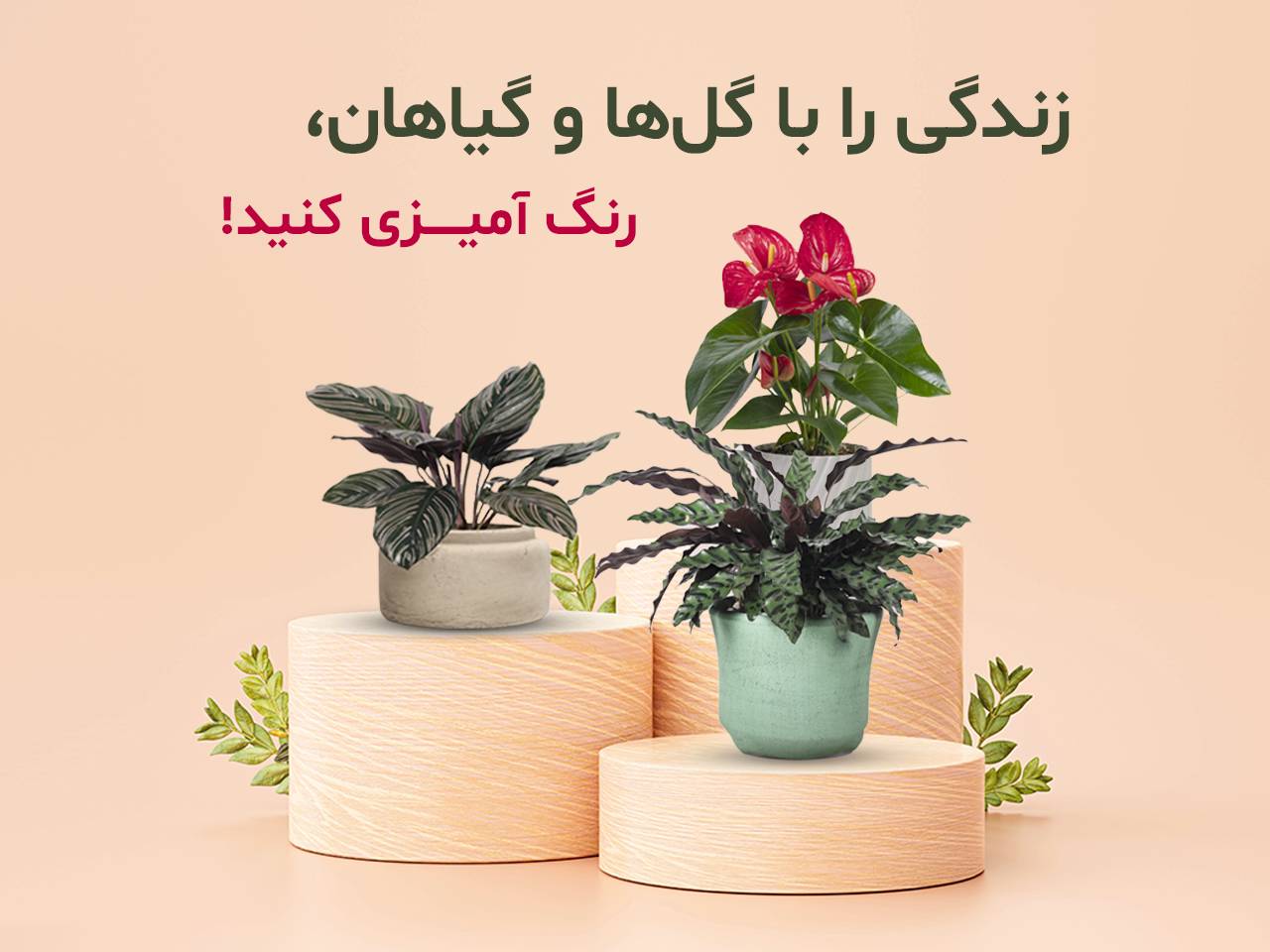 https://www.rishehdar.com/category/apartment-flowers-and-plants-category