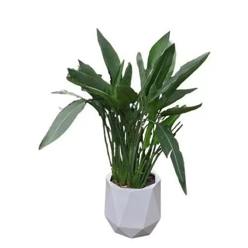 پرنده بهشتی