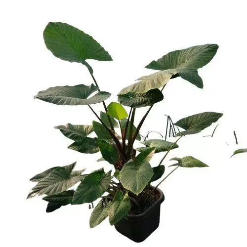 بابا آدم تنه قرمز