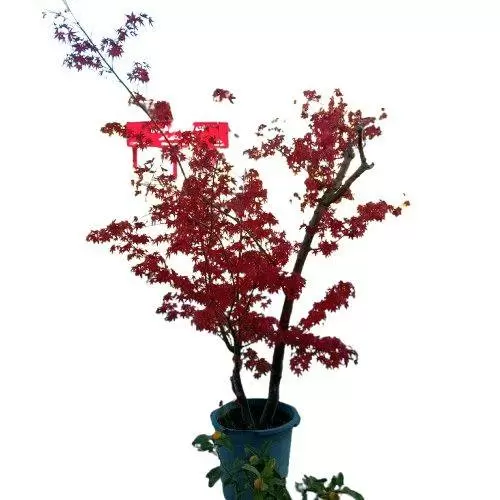 گیاه افرا ژاپنی