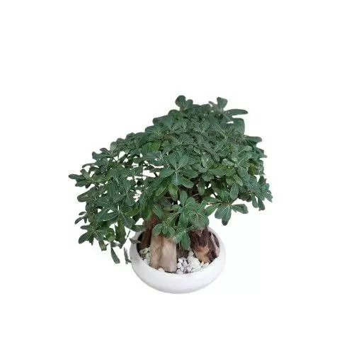 گیاه میخک هندی