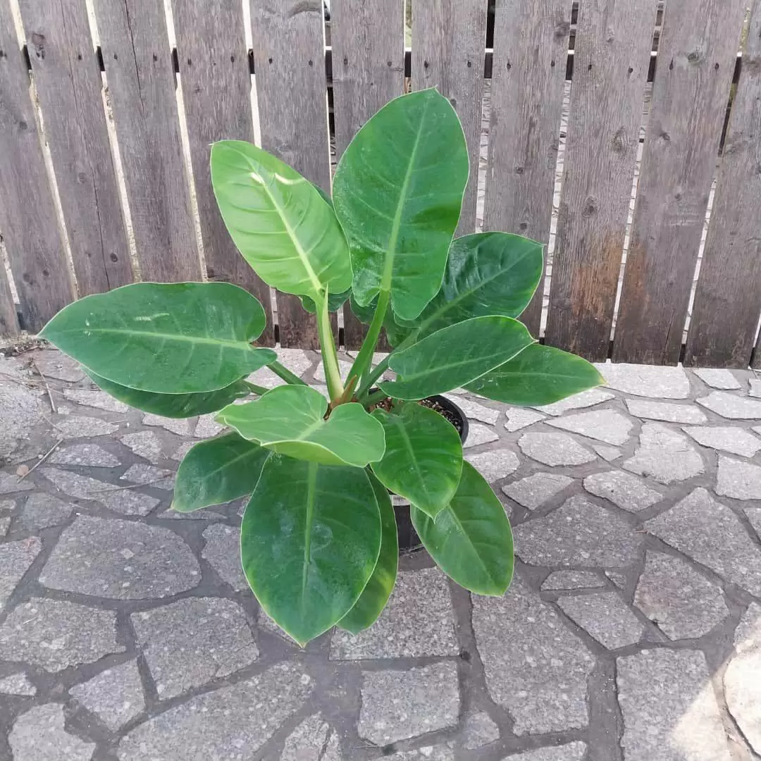 گیاه فیلندرون لیمویی